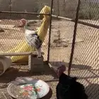 رومي رقاد