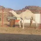 للبيع قعود مفرود. باتلي على بعير الامير عبدالعزيز بن فهد