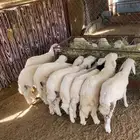 ذبايح للبيع معا خدمه الذبح وتوصيل