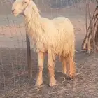 خاروف عيسي