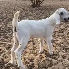 جفره للبيع