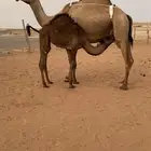 عشراء للبيع
