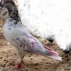 زوج بكستاني طيب