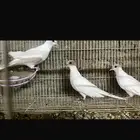 يمام الفاخت الأمريكي الأبيض زوج معاه فرخ