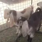 للبيع عنز و تيس الجمش الدوادمي