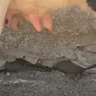 بقره جاموسيه كفوو