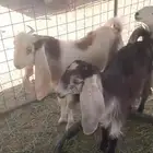 عنز وتيس للبيع