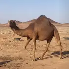 ناقه حمرا طيبه
