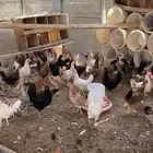 دجاج بلدي مع تركي