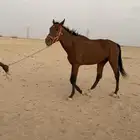حصان ابل