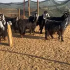 معزا عوارض بفحلها