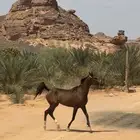 فرس شعبيه للبيع