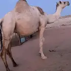 لقحه شقحاء