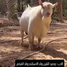 ماغز قزمي