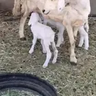 للبيع نعجه تحته 2