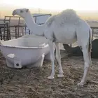 بكرة وضحا كفو مفرودة