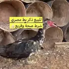 الموقع