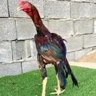 ديك سندي