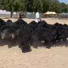 غنم عرب اشباب وطيبه واغلبها دفييع