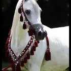 عزف خيل