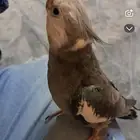 طير مفقود في حي المغيسله