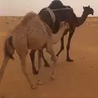 عشرى معها مقعود