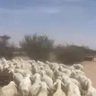 الغنم 100 راس