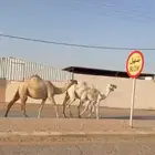 للبيع