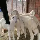 طليان للبيع بهم نضيف