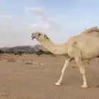 للبيع فحل سنه ثني ابوه مشاكل ابو عجاريد الموقع الهضب