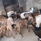 تيوس سماان