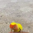 عصفور روز هدد اليف