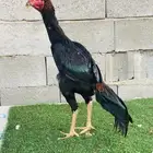 ديك سندي