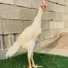 تم البيع الله يبارك لمن شراء