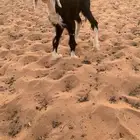 رخل داغور