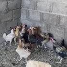 دجاج بلدي منتج