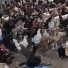 دجاج بلدي بياض العدد تقريبا 300