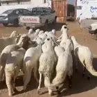 سواكن. تربيه فل الفل