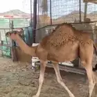 قعود ابو 8 اشهر