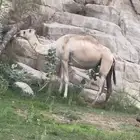 ابل ضايعه
