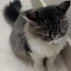 قطه أنثى العمر 4 شهور للبيع