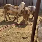 سواك للبيع