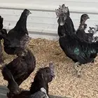 دجاج إندونيسي أو أيام سيامي بياض وحضان اسود كامل