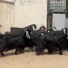 معزاء عوارض فاخره وطيبه للبيع