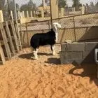 خروف نجدي
