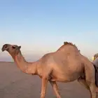 للبيع حايل