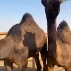 للبيع قعدان وبكار