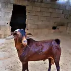 تيس ادهم ادبس لون وجرم عريض التيس مشروط