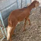 طلي سواكني ثني حمري فل شحم