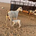 عنز تحتها تيس